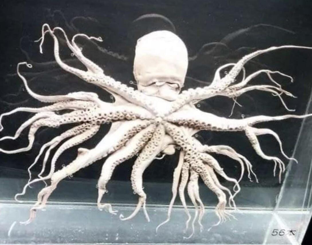 The+Octopus+with+96+arms