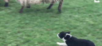 Brave+sheep+dogs+first+day+on+job