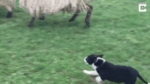 Brave+sheep+dogs+first+day+on+job
