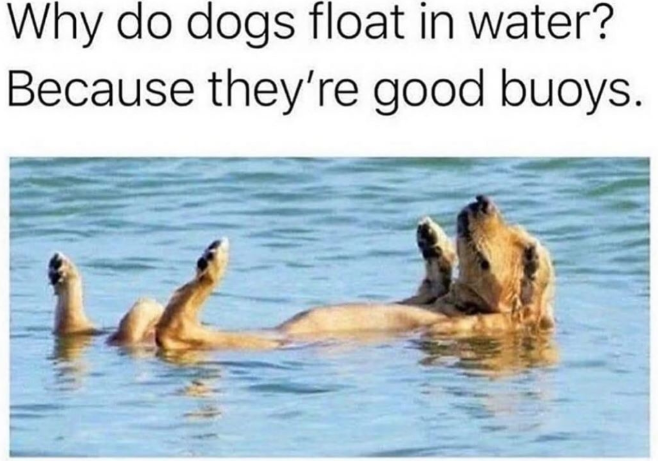 %24DOGE+is+always+float.