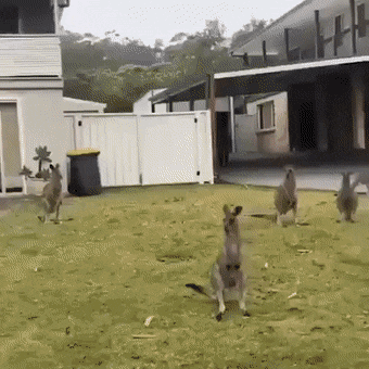 Kangaroos+find+shelter+in+the+suburbs.