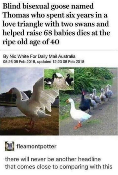 This+is+the+kind+of+click+bait+we+deserve.