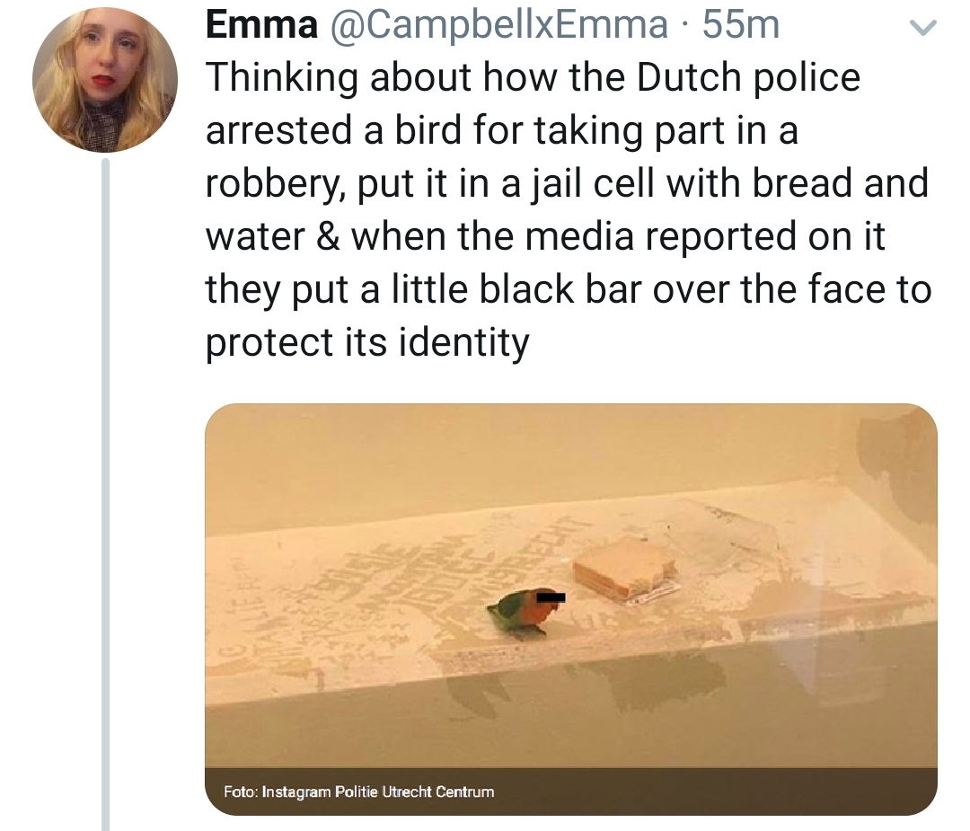 Protect+bird+identity.