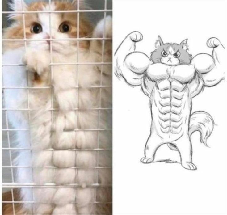 The+cats+have+pecks%26%238230%3B