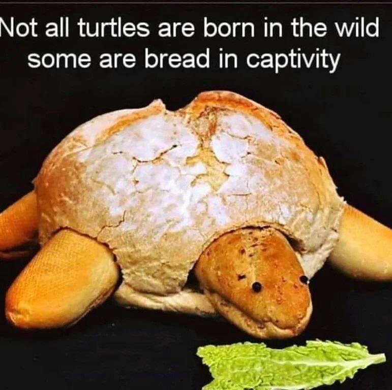 The+turtles+are+bread.
