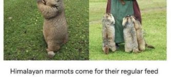 Marmots+need+grammies%2C+too.