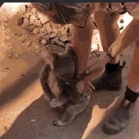 Baby+koala+reunites+with+mother