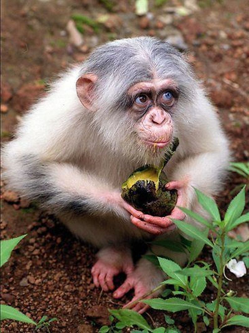 Chimpanzee+with+heterochromia.