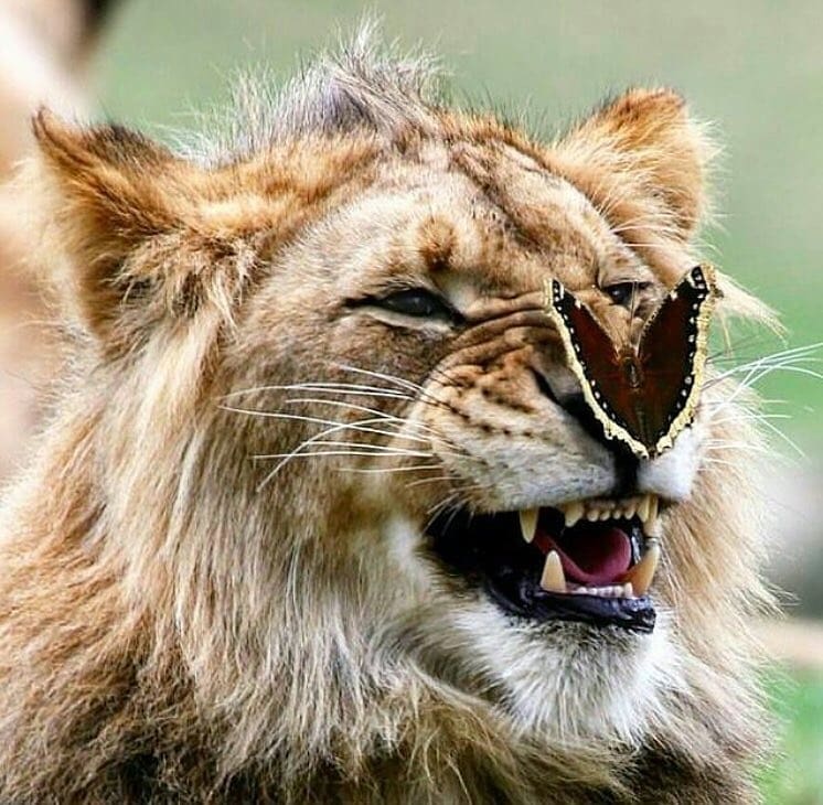 Lion+with+a+butterfly+on+its+nosey
