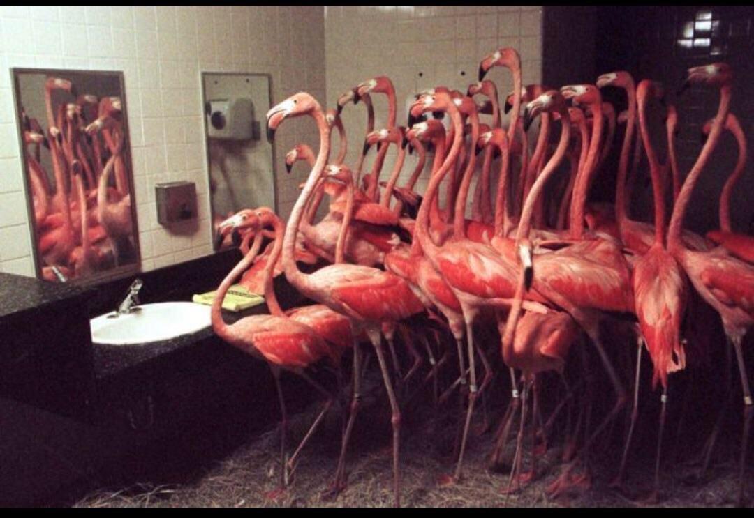 The+Miami+Zoo+put+30+flamingos+in+the+bathroom+during+hurricane+Andrew%2C+in+1992%2C+to+ride+out+the+storm.