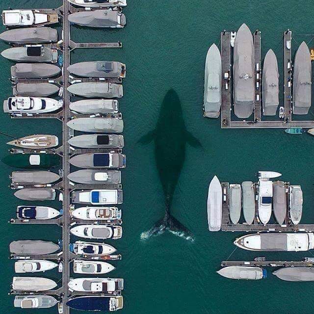 I+should+get+a+whale.