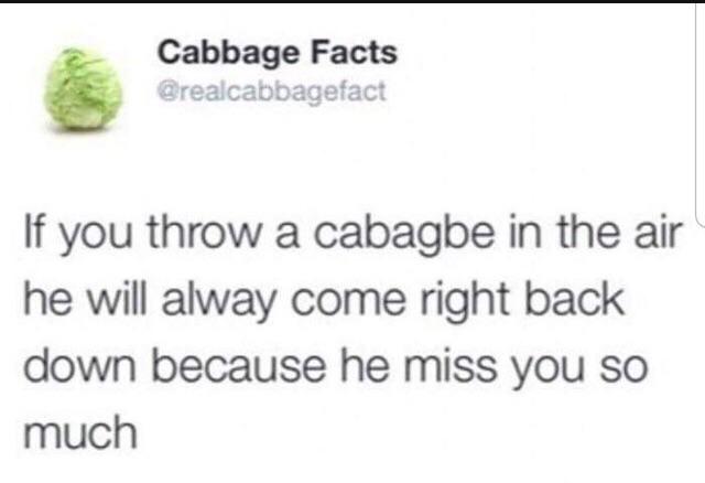 What%26%238217%3Bs+the+deal+with+cabbage%26%238230%3B%3F