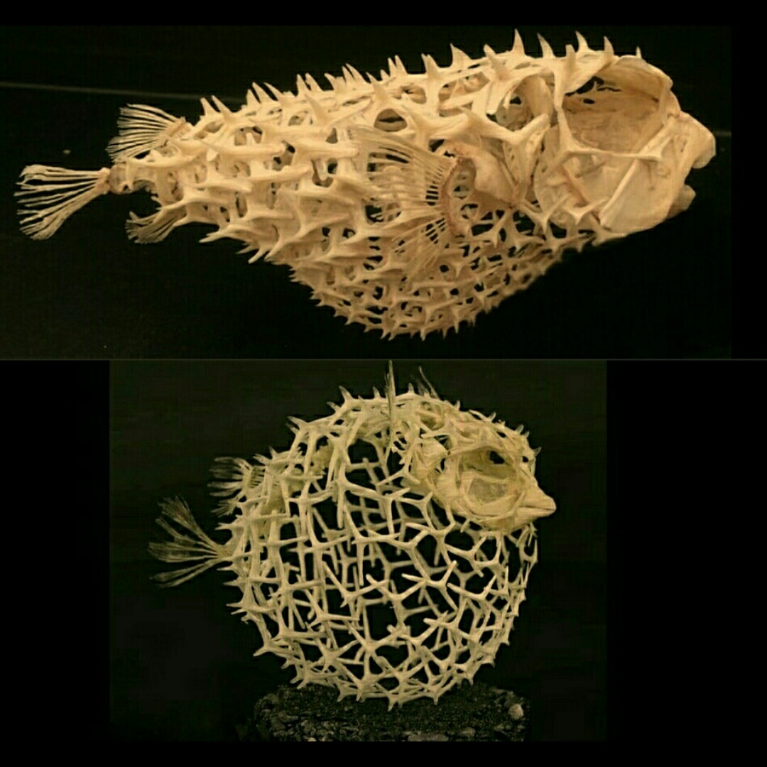 Puffer+Fish%2C+a+skeleton.