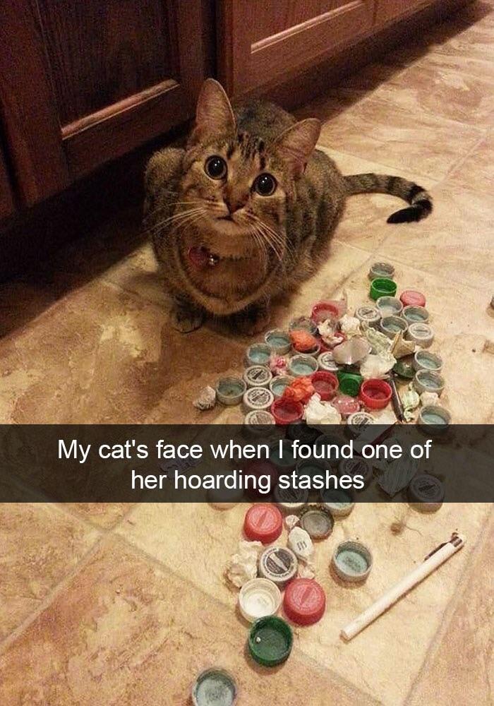 My+cat+is+hoarding+lids.