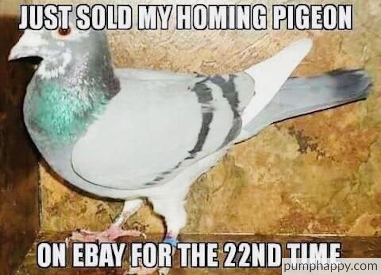 I+should+buy+a+pigeon%26%238230%3B