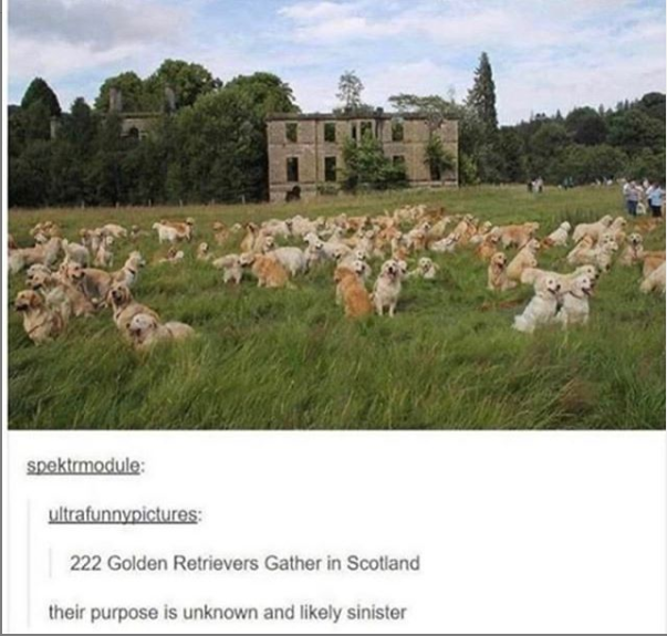 Dogs+of+Scotland