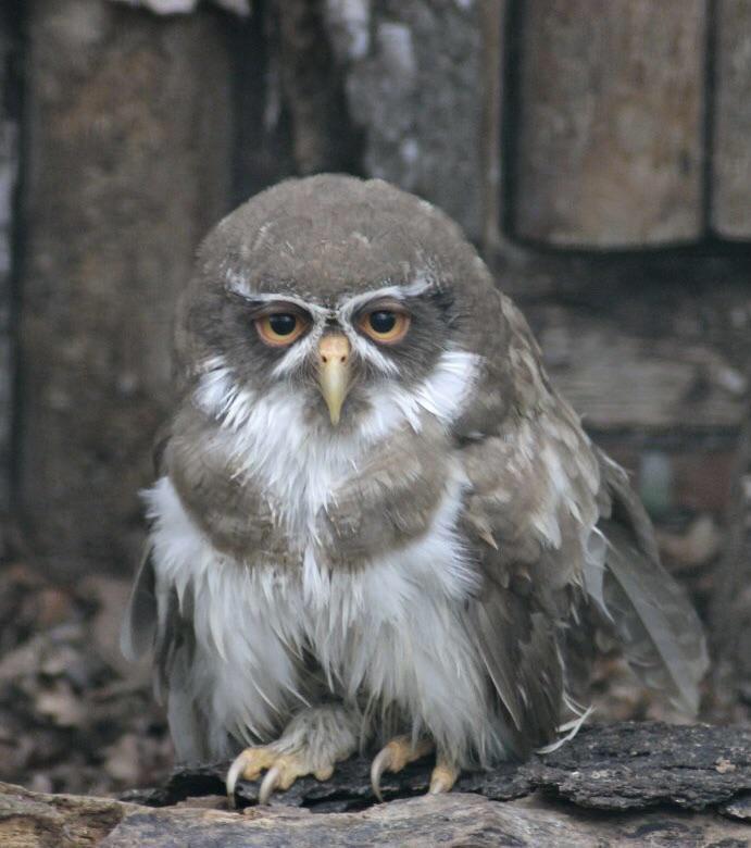 This+owl+was+once+a+man%26%238230%3B