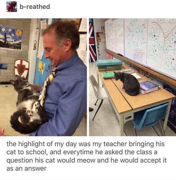 Meow+is+the+only+acceptable+answer.