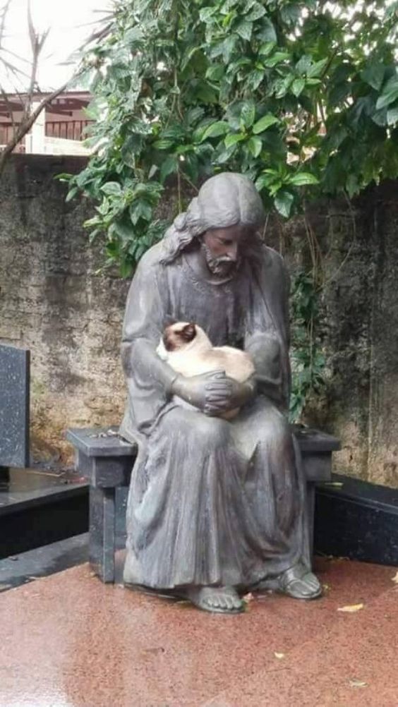 Jesus+take+the+kitty.