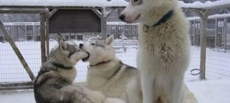 SIBERIAN+KISS