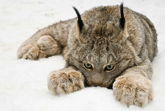 Lynx+have+built+in+snow+shoes%26%238230%3B