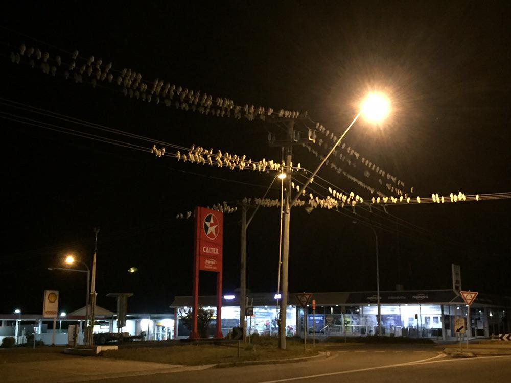 A+gaggle+of+cockatoos+taking+a+nap.