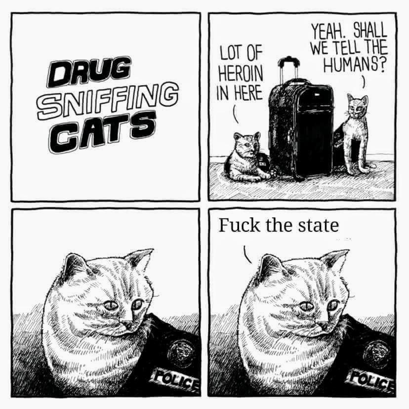 Drug+sniffing+cats
