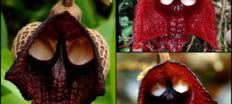 Aristolochia+Salvadorensis+Orchid%2C+also+known+as+The+Darth+Vader+Flower