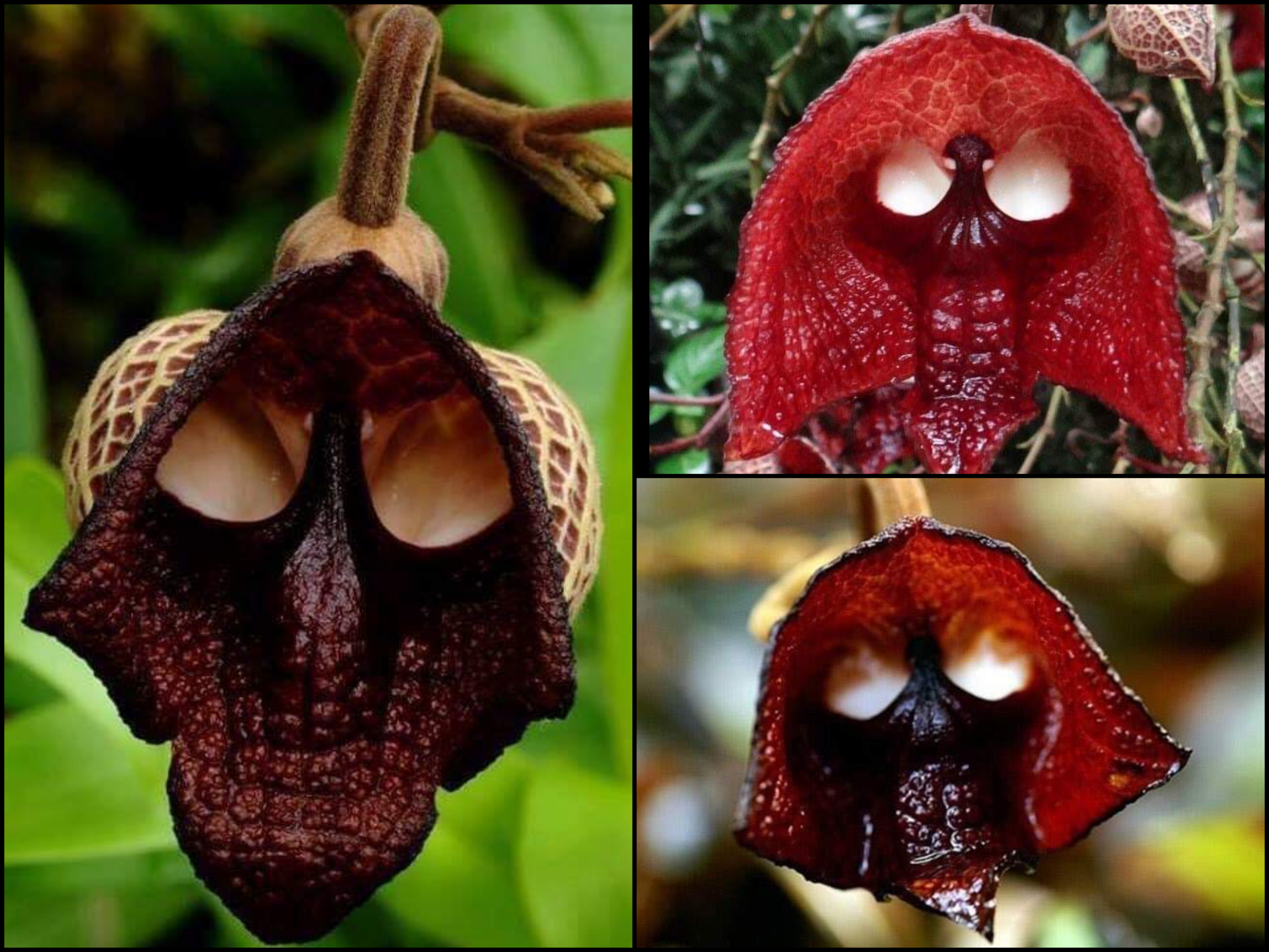 Aristolochia+Salvadorensis+Orchid%2C+also+known+as+The+Darth+Vader+Flower