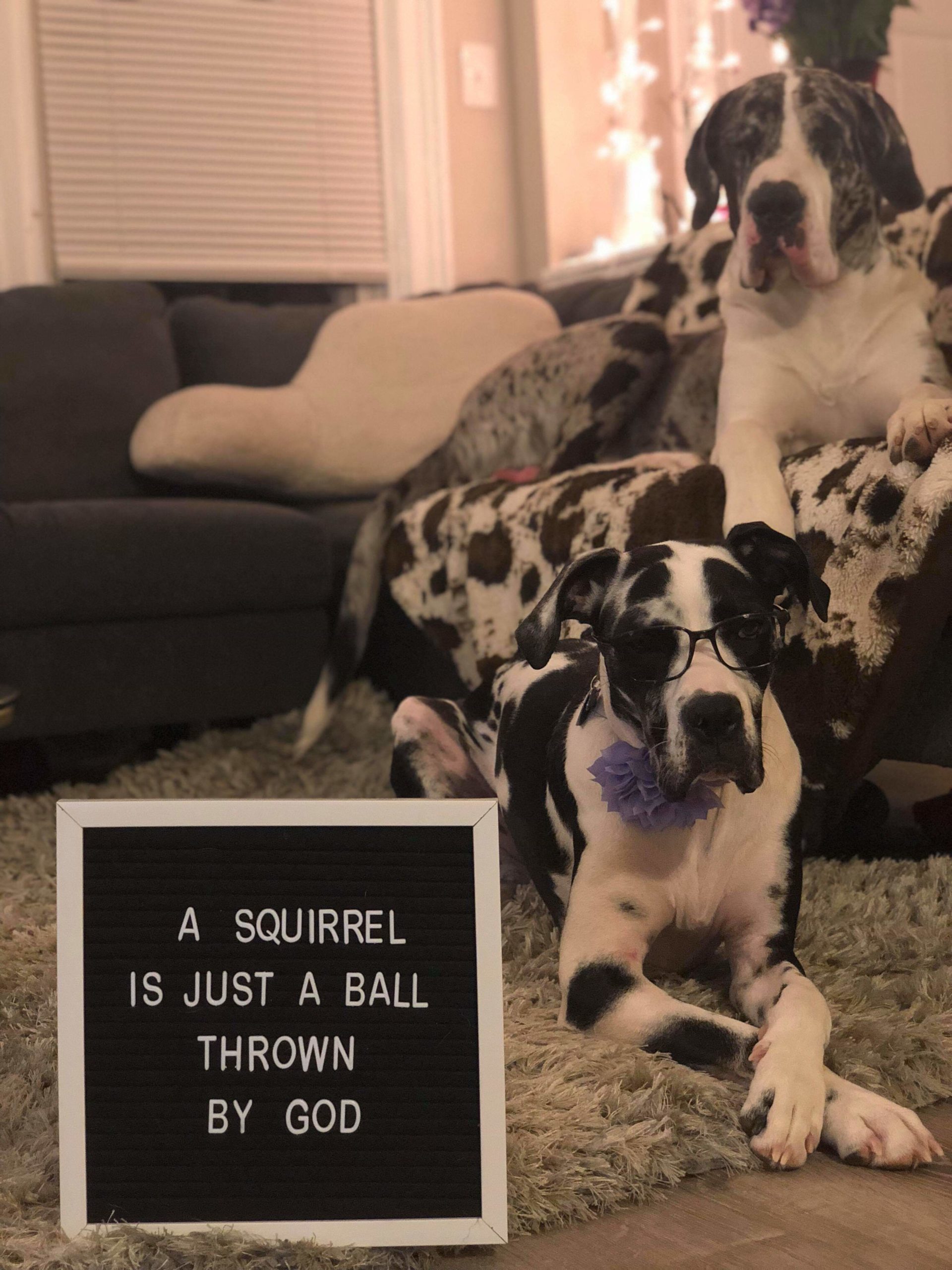 The+word+of+the+puppo