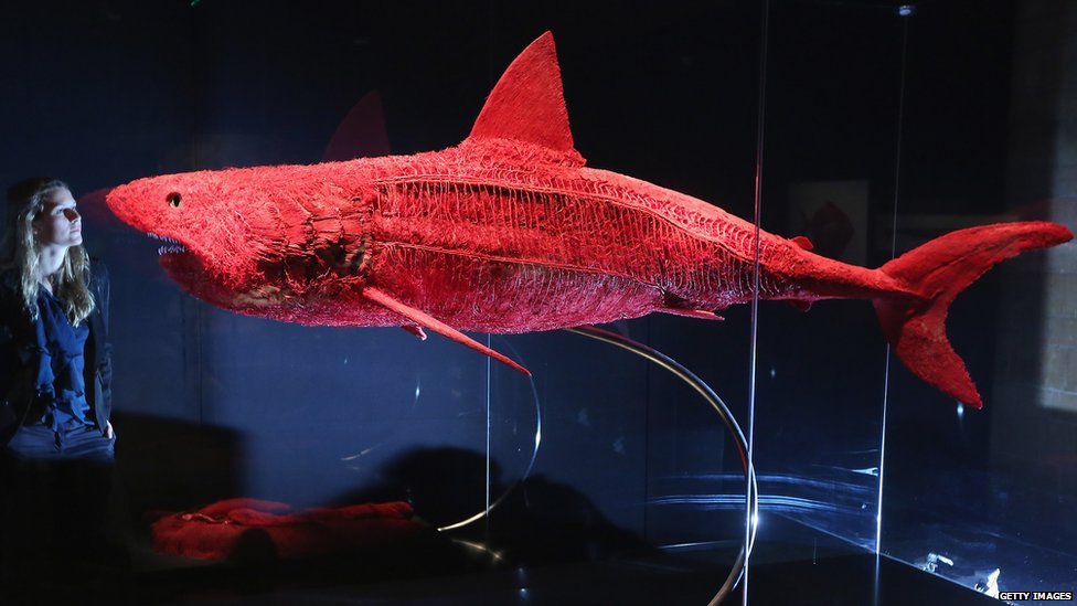 The+entire+shark+vascular+system%2C+preserved.