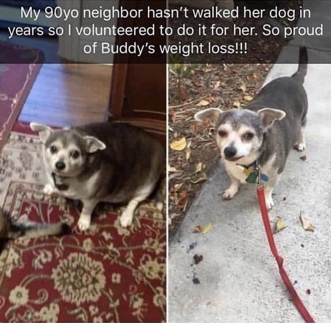 Someone+volunteering+to+walk+their+neighbors+dog%21