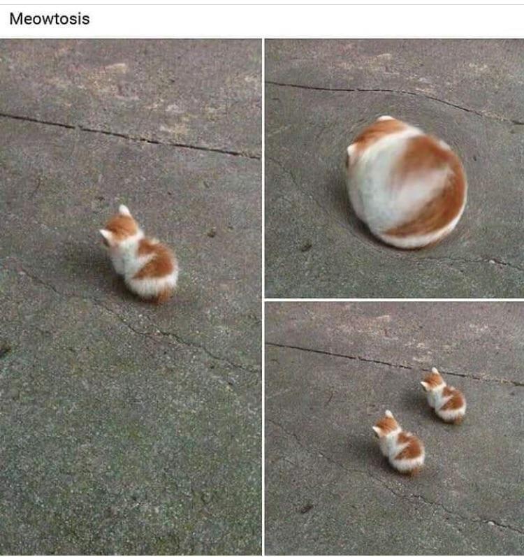 Meowtosis
