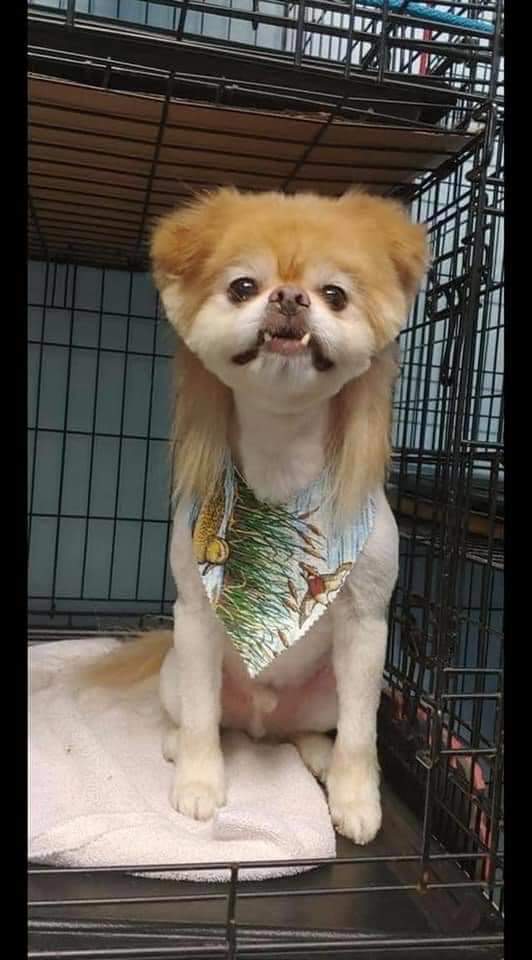 Groomer+went+with+a+Joe+Dirt+inspired+look.