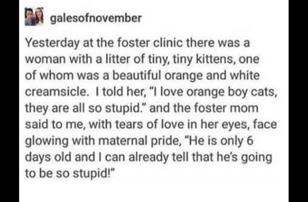 Tiny%2C+stupid+kijje.