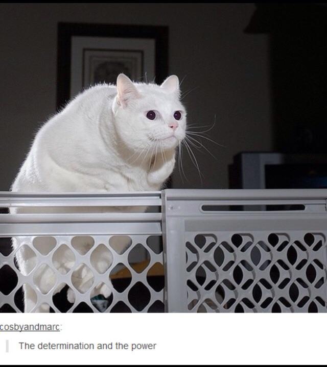 The+determination+and+the+power