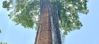 Tree+coming+out+of+an+abandoned+chimney