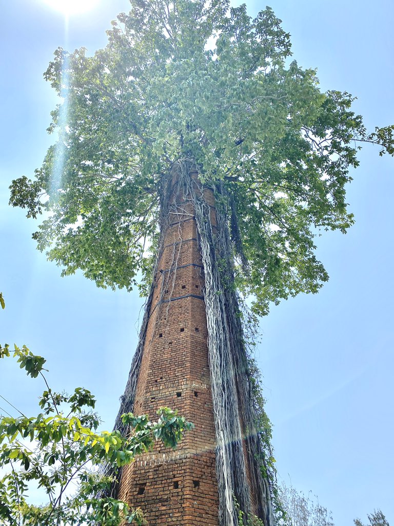 Tree+coming+out+of+an+abandoned+chimney