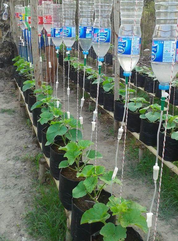 When+a+nurse+takes+up+gardening