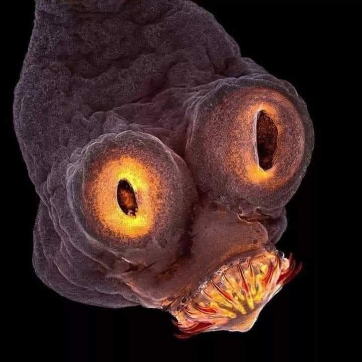 The+head+of+a+tapeworm+under+an+electron+microscope.