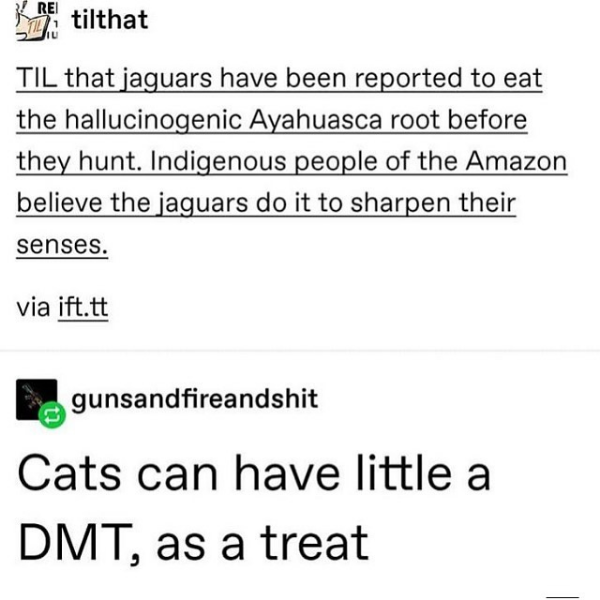 Let+them+trip%26%238230%3B