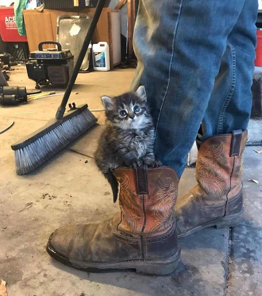 Puss+in+boots