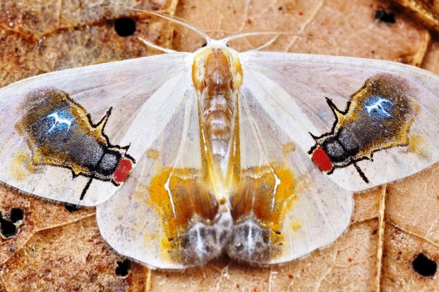 This+moth+pretends+to+have+two+flies+eating+on+bird+droppings+and+even+releases+a+smell+to+imitate+it