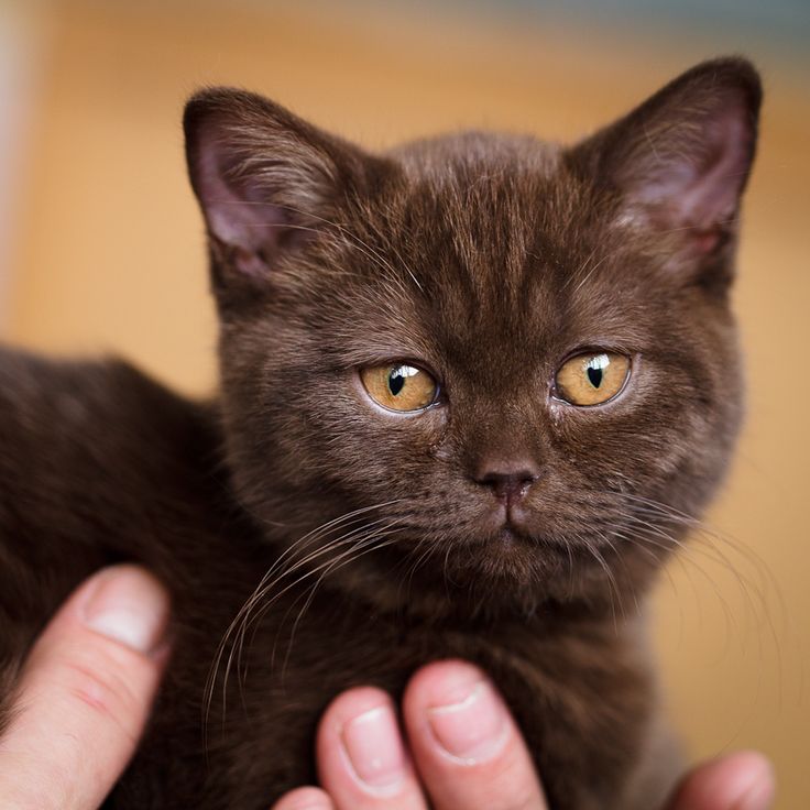 The+world+needs+more+brown+cats.+Spay+and+neuter+your+pets.