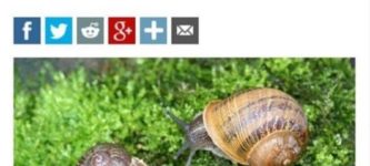 Snail+compatibility+is+cute.