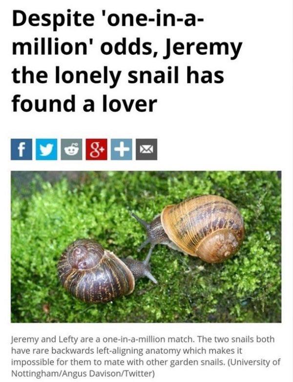 Snail+compatibility+is+cute.