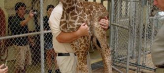 When+the+baby+giraffe+will+not+fit+on+the+scale