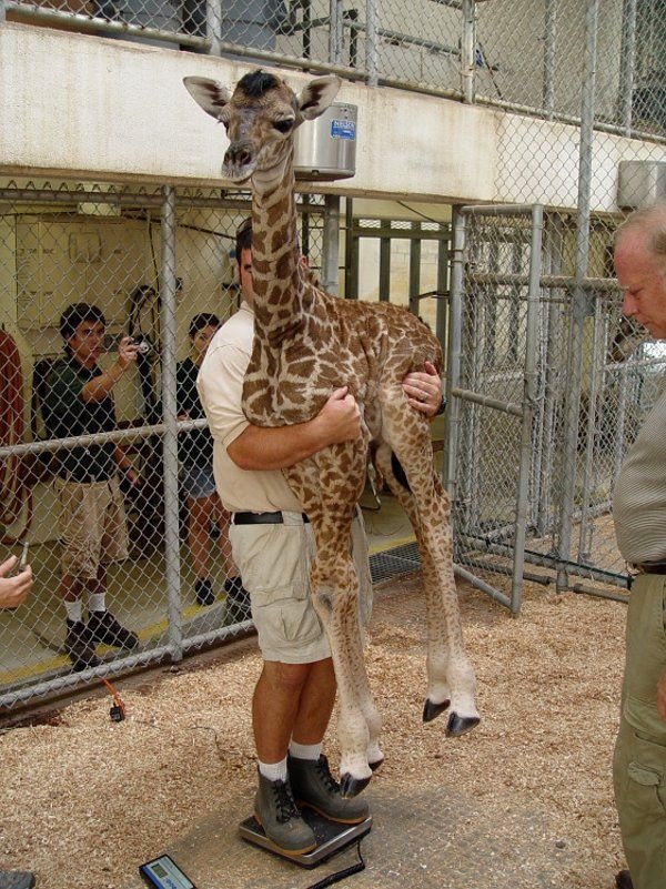 When+the+baby+giraffe+will+not+fit+on+the+scale