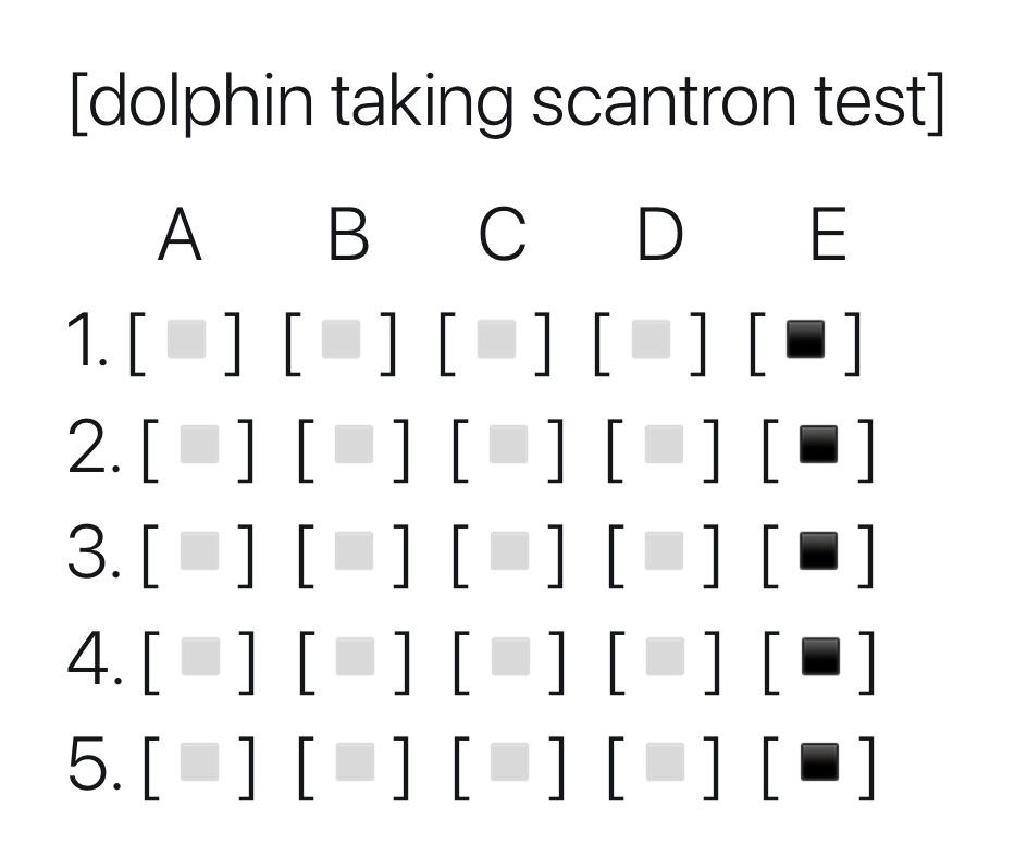 Dolphin+taking+scantron+test