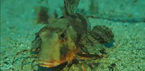 Fish+using+whisker+spines+to+walk